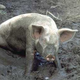 Illustration for article titled Swine Flu Paranoia Reaches Alabama